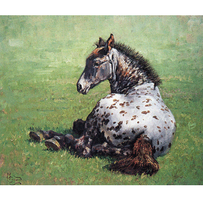 Appaloosa Foal Print