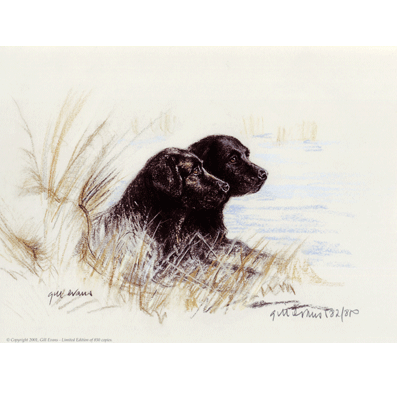 Black Labradors Print